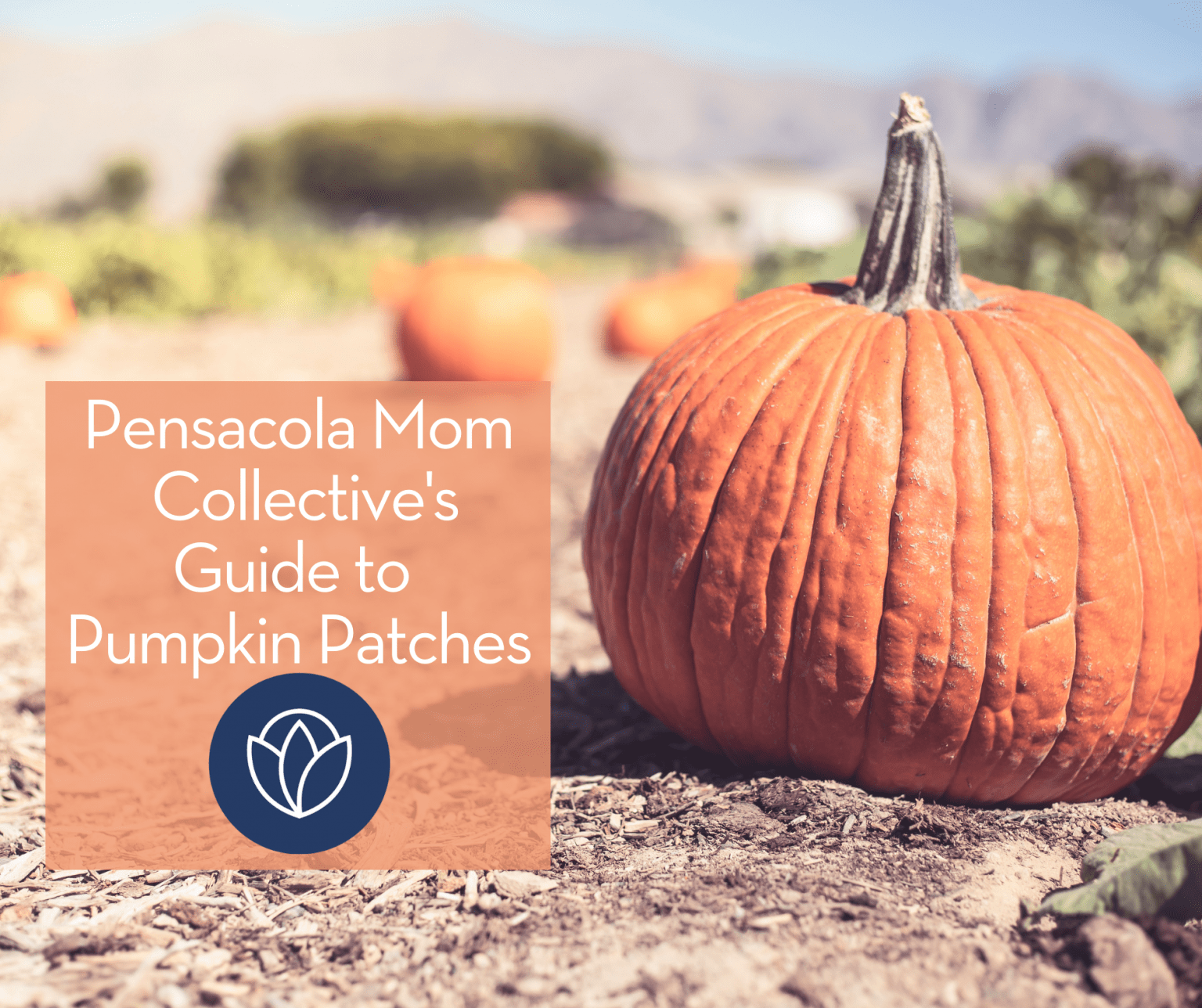 Guide to Pensacola Pumpkin Patches Pensacola Mom Collective