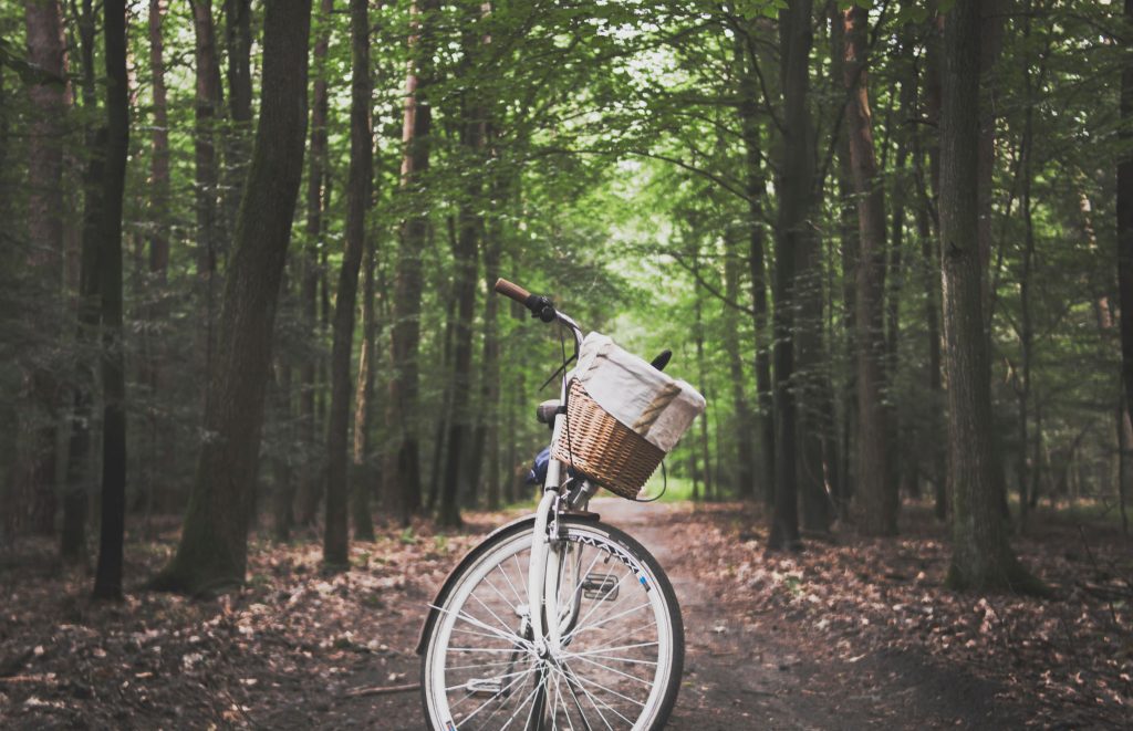 bicycle in the woods