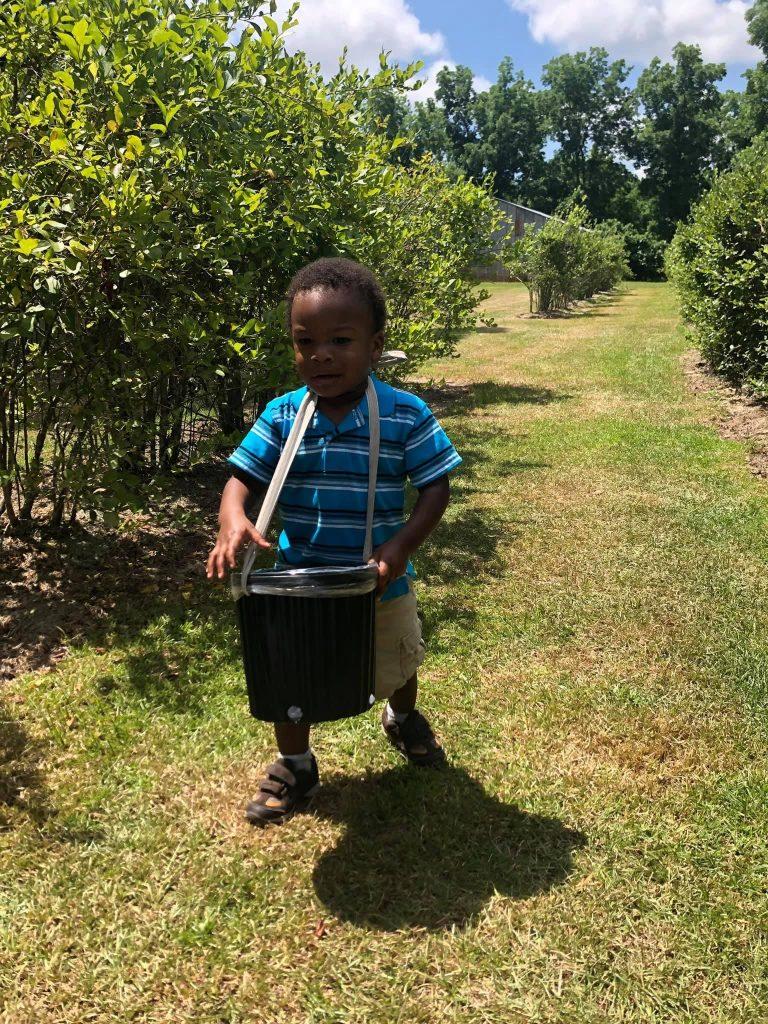 A little boy wearing a basket around his neck picking blueberries