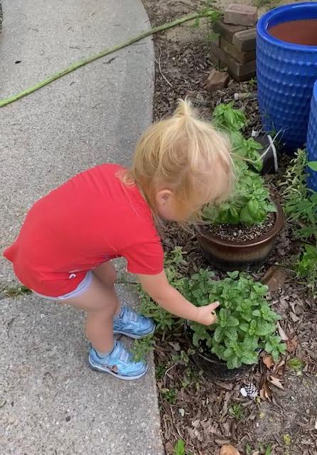 A little girl with blond hair wearing a red shirt helping plant in the garden