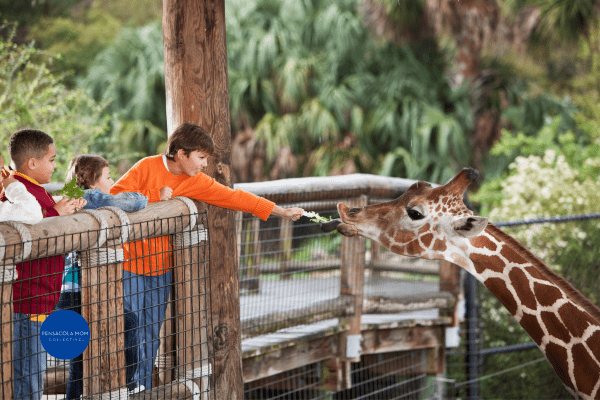 Kids at the zoo feeding a giraffe