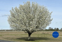 A tree with white flowers on a rural roadside