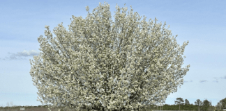 A tree with white flowers on a rural roadside